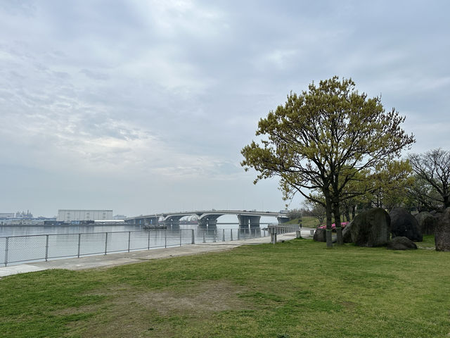 福岡・東区。さくらの並木道がオススメ。春の『みなと100年公園』