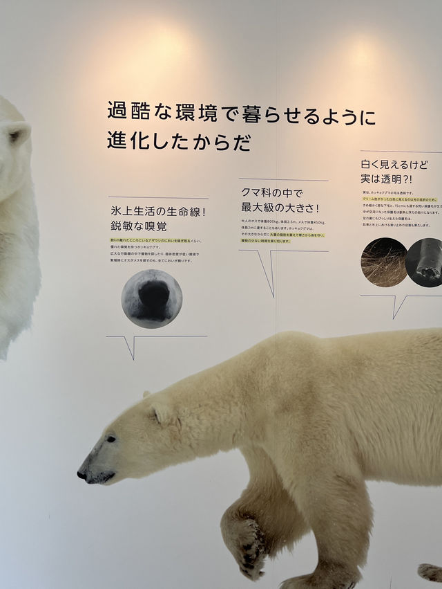 暢遊市區動物園🙉北海道圓山動物園🫶🏻