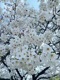 【南韓】一山湖水公園：春季賞花、湖畔野餐，享受寧靜美景