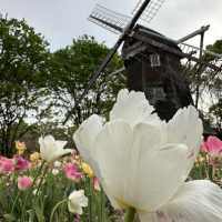 Flowering season at Nagoya 