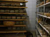 トスカーナのチーズ農家見学