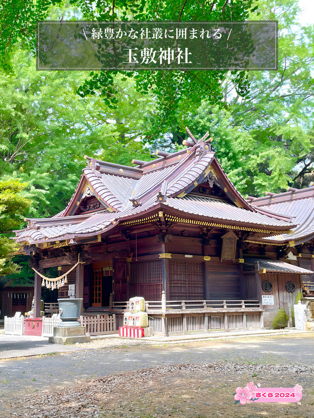 【玉敷神社/東京都】緑豊かな社叢に囲まれる
