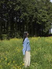 봄제주는 유채와 갯무꽃 천국🌼’비밀의숲’