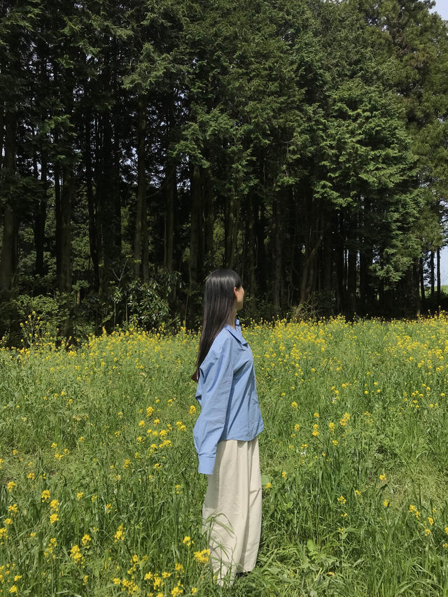 봄제주는 유채와 갯무꽃 천국🌼’비밀의숲’