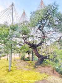 【石川/金沢】兼六園無料で行ける時間帯があるの知ってました？？ 