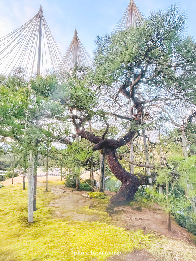 【石川/金沢】兼六園無料で行ける時間帯があるの知ってました？？ 