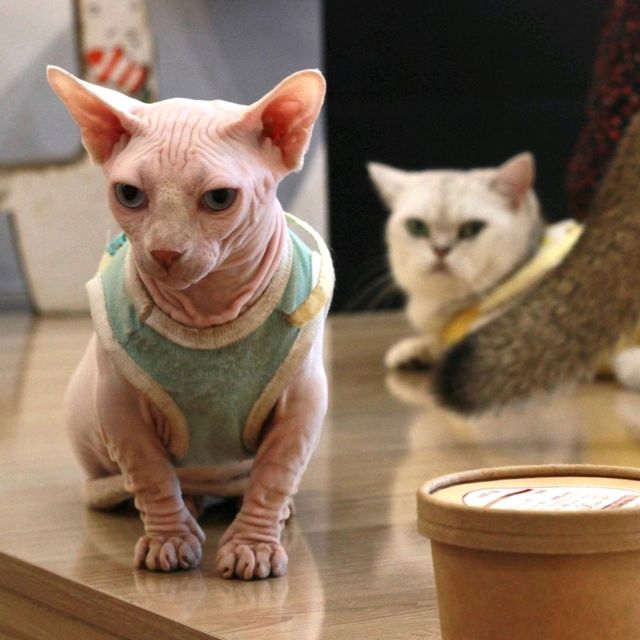 GEISHA CAT