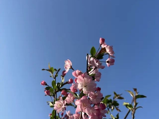【春天好去處】佐敦谷公園：山上綠洲，城裡忘憂❤️