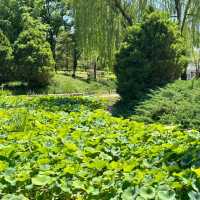 ```東湖公園～適合放鬆的綠色勝地```