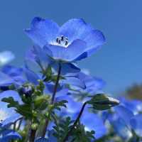 【福岡観光】園内お花で埋め尽くされていて素敵