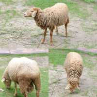 AlpacaHill สวนสัตว์ที่น่ารักสุด ๆ ในสวนผึ้งค่ะ