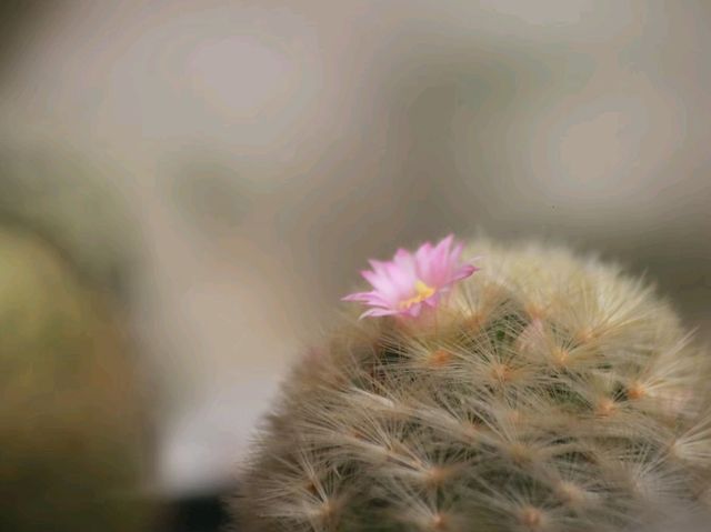 เที่ยวชม cactus ที่ Chan nature cafe 