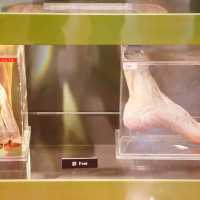Hong Kong Museum of Medical Sciences