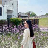 South Korea’s Purple Flower Field 💜