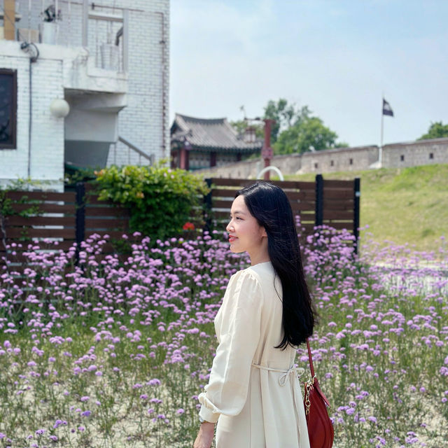 South Korea’s Purple Flower Field 💜