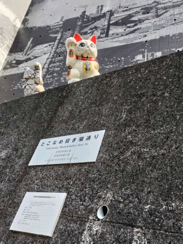 為了看這隻巨貓~頭也吹甩