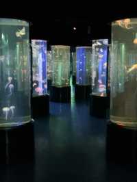 พาท่องอาณาจักรแมงกะพรุน ที่ sea jelly spectacular🪼