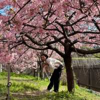 【京都／淀】ピンクが可愛い河津桜の花見スポット