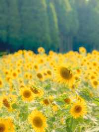 【福井 南越前町】夏に行きたい🌼🌱⋆｡南越前町でひまわり畑を見つけたよ😊