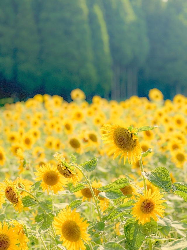 【福井 南越前町】夏に行きたい🌼🌱⋆｡南越前町でひまわり畑を見つけたよ😊