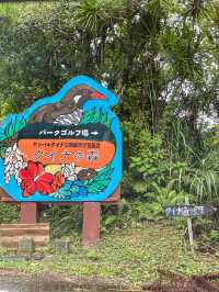【沖縄】国頭村  国指定の天然記念物ヤンバルクイナに会える場所
