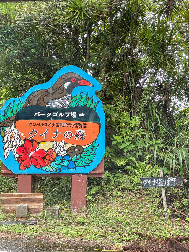 【沖縄】国頭村  国指定の天然記念物ヤンバルクイナに会える場所