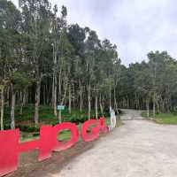Uncover the Essence of Agarwood at Hoga Gaharu Tea Valley