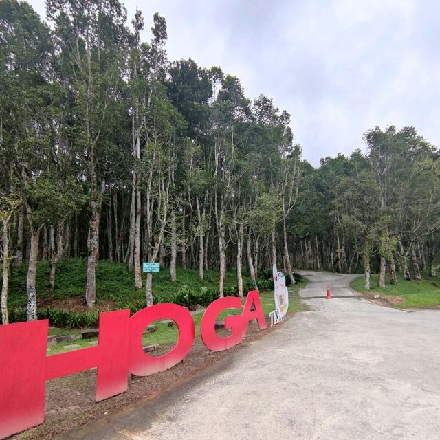 Uncover the Essence of Agarwood at Hoga Gaharu Tea Valley
