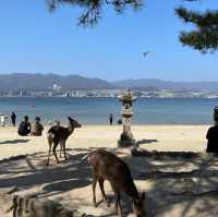 【宮島】神聖島，理想旅遊目的地