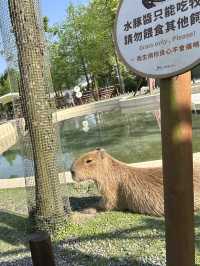 宜蘭景點・斑比山丘Bambi Land：迷你版奈良公園