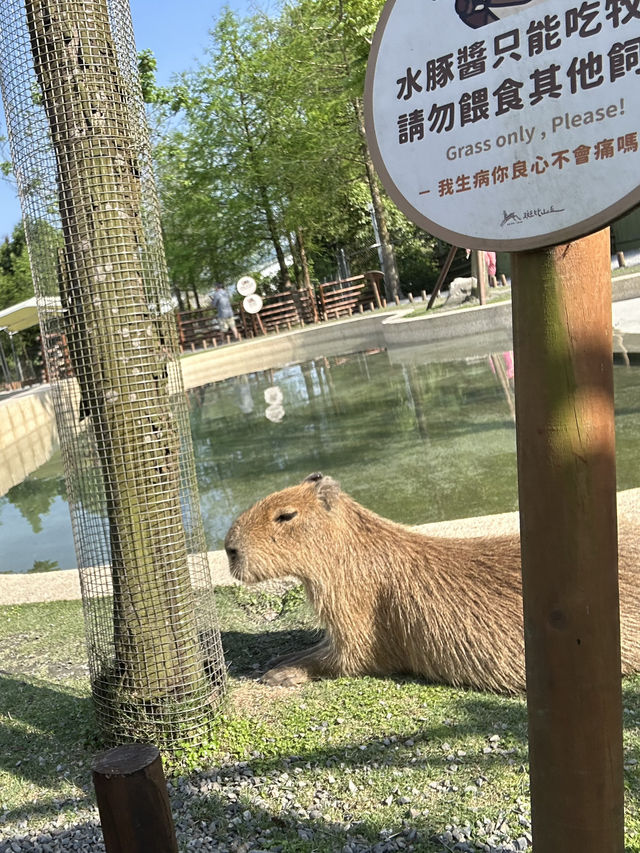 宜蘭景點・斑比山丘Bambi Land：迷你版奈良公園