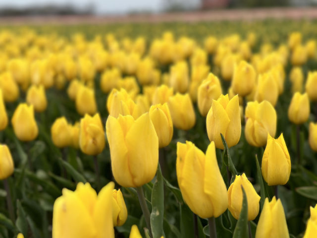 荷蘭🇳🇱公路旅行隨處可見的鬱金香花園