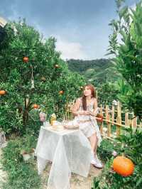 JINJU the orange farm สวนส้มเชียงใหม่ฟีลเกาหลี