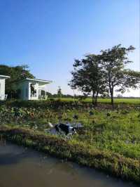 ที่พักลับ กลางทุ่งนา Escape Cottage