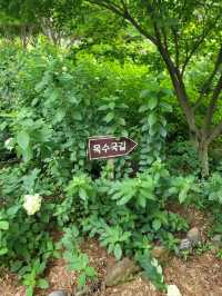 배롱나무와 유럽수국이 예쁜 장성수목원💜