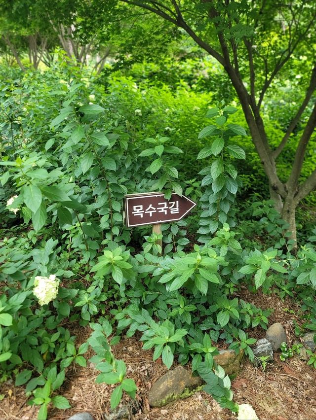 배롱나무와 유럽수국이 예쁜 장성수목원💜