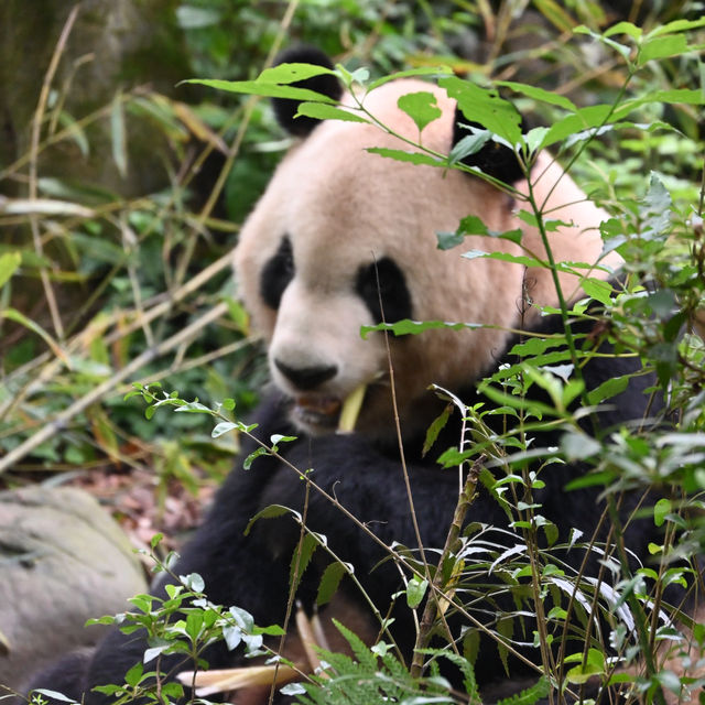 Panda Valley, Dujiangyan: An Enchanting Encounter with Black and White Giants