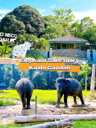A Memorable Visit to Elephant Sanctuary Kuala Gandah