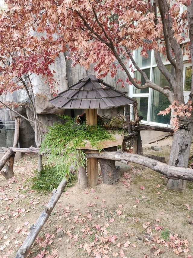 아이들이 좋아하는 판다투어지 애버랜드 판다월드❤️
