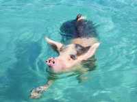 【バハマ ・エグズーマ】美しい海にブタが泳ぐビーチ🐷