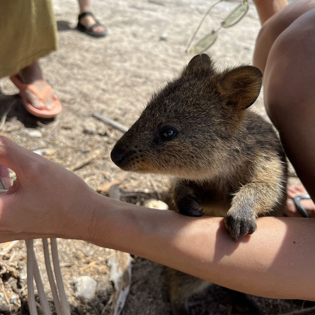 世界一幸せな動物