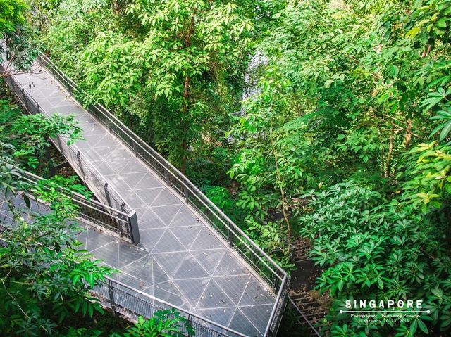 ทางเดินลอยฟ้า The Southern Ridges