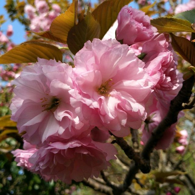 賞花好去處