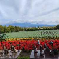 北海道之旅- 富良野富田農場/四季彩之丘