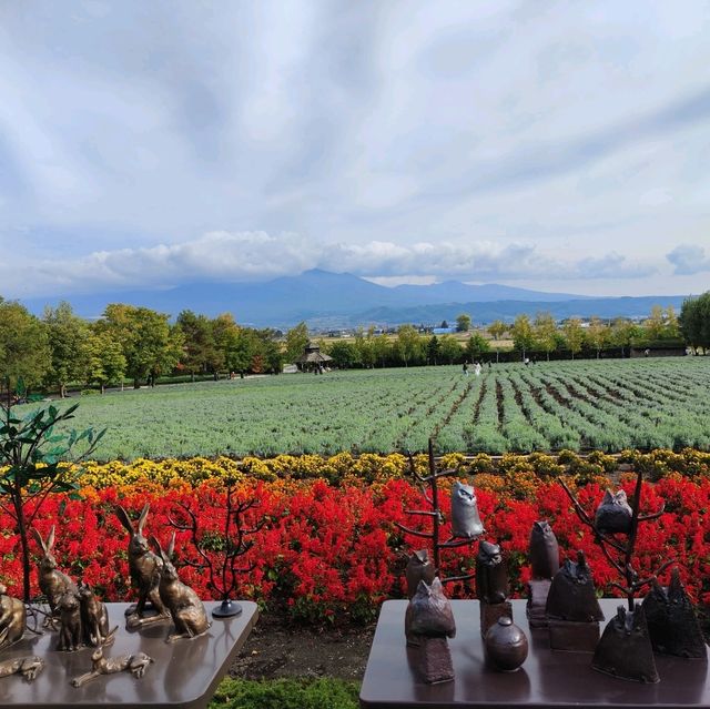 北海道之旅- 富良野富田農場/四季彩之丘