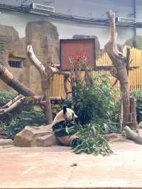 Visiting the Home of Panda!