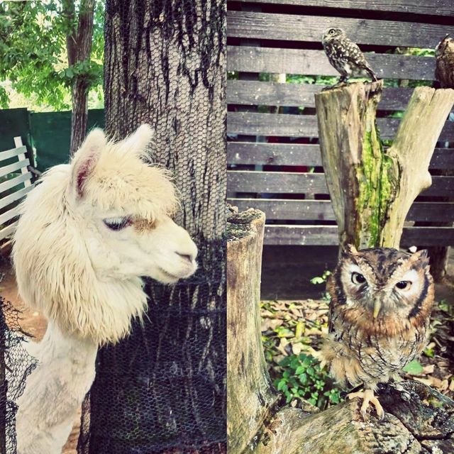 札幌市動物園 🦥🦜🦒🐐😍😍