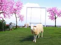 มาเที่ยวหาน้องแกะภูทับเบิก