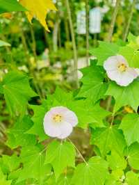 【金鐘】香港公園：期間限定香花展覽
