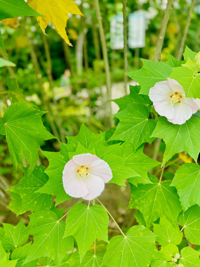 【金鐘】香港公園：期間限定香花展覽
